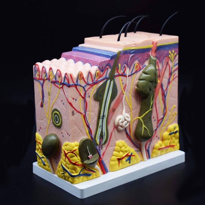 XINDAM Skin Model, 50X Enlarged Anatomical Model Anatomy for Science Classroom Study Display Teaching Medical Model - Image 2